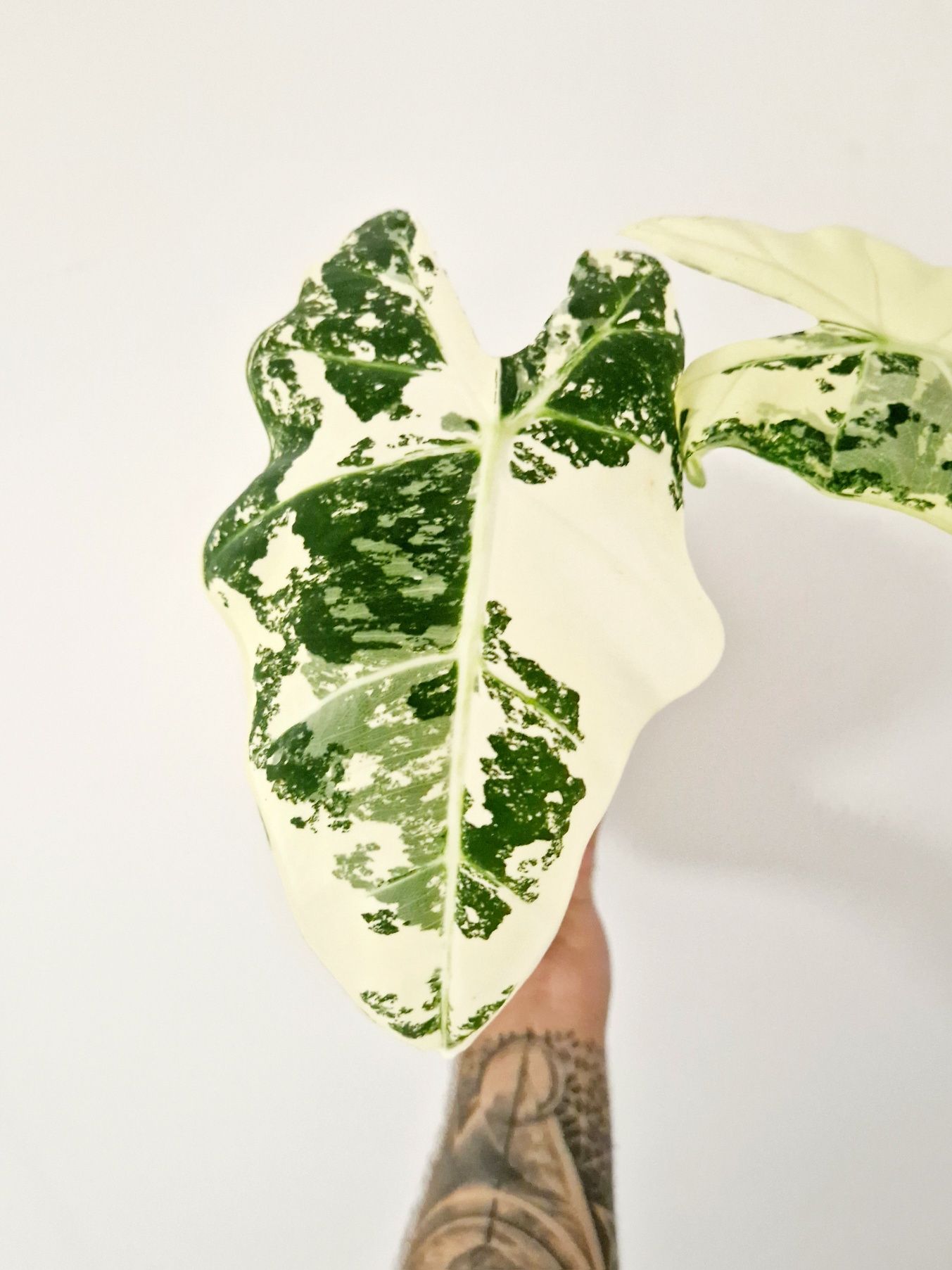 Alocasia Frydek variegata