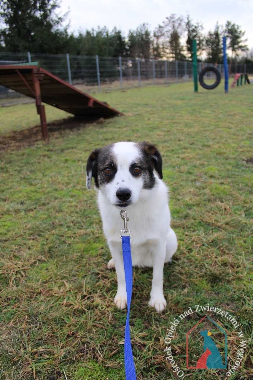 PIĘKNY, nieśmiały, delikatny, 2 latka, 14 kg - adoptuj Caro