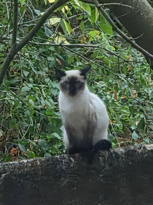 Gato Siamês - adopção responsavel