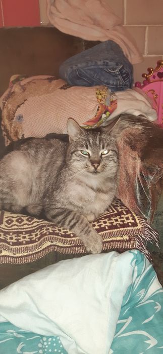 Oddam koty w dobre ręce