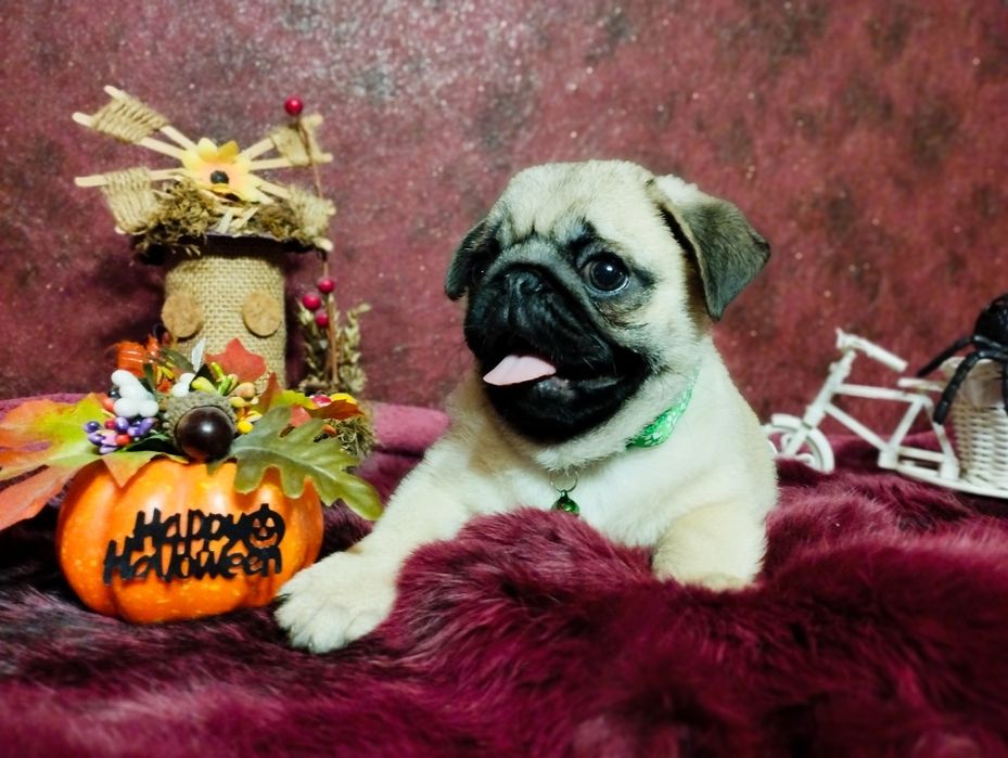 Готов к переезду перспективный парень. Пакет документов. Чипирован.