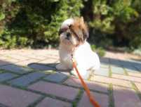 Chłopiec Shih Tzu z dokumentami FCI