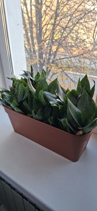 Сансевиерия цветки