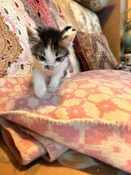 Kocieta szukają domu