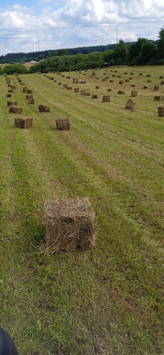 Siano tegoroczne bez nawozu, kostki