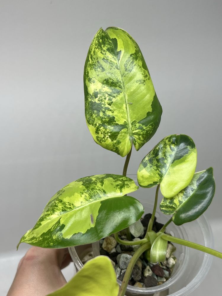 PHILODENDRON BURLE MARX VARIEGATA syngonium epipremnum monstera hoya
