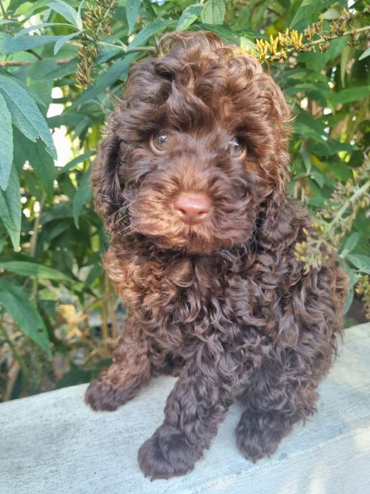 Pudel - Havańczyk - szczeniaczek