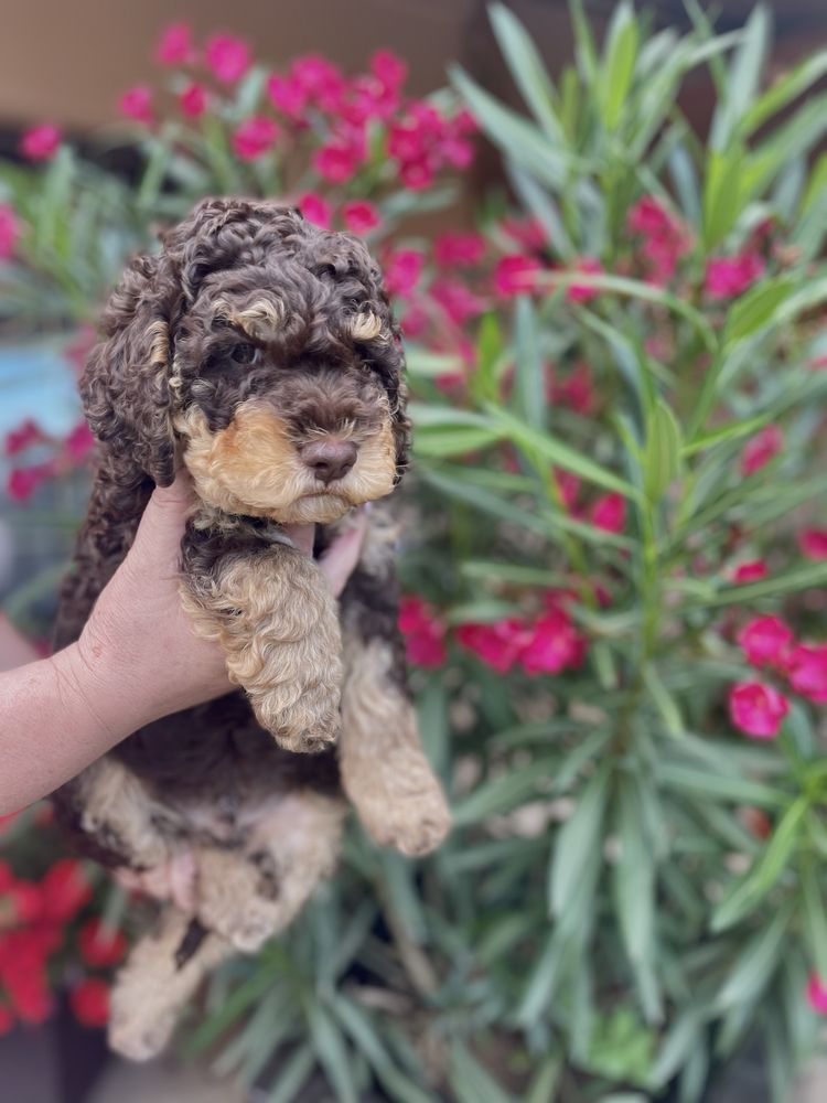 piesek- Apollo Lagotto Romagnolo ZKwP FCI