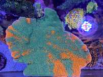 Coral frag agua salgada reef Montipora grafted