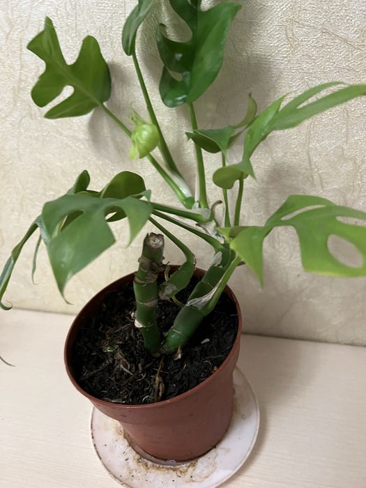 Монстера мініма минима