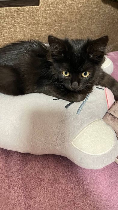 Кошеня маленьке ручне, віддамо в хороші руки