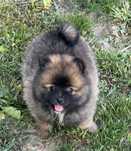 Szpic miniaturowy pomeranian typ misia z rodowodem