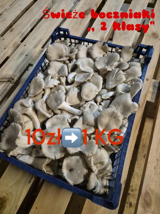 Boczniaki ,,druga klasa”