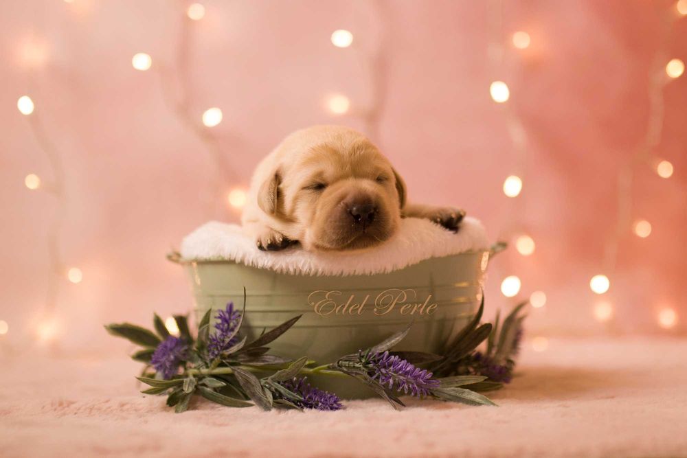 Labrador Retriever Piesek ZKwP FCI
