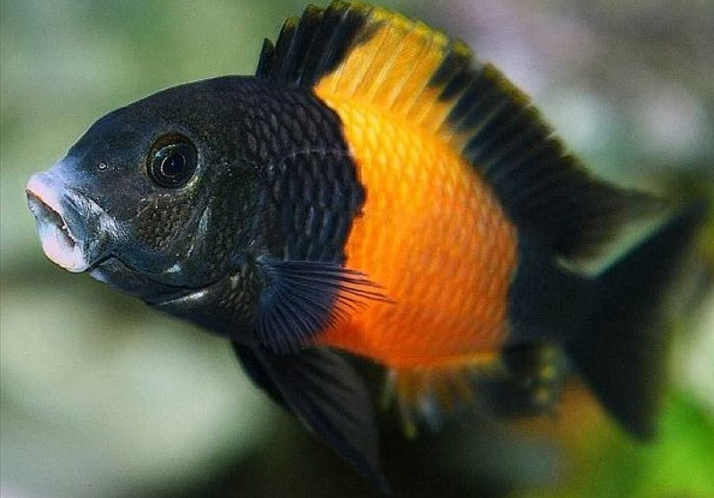 Tropheus sp. Bemba pokolenie F1 - TANGANIKA - IMPORT - dowóz, wysyłka