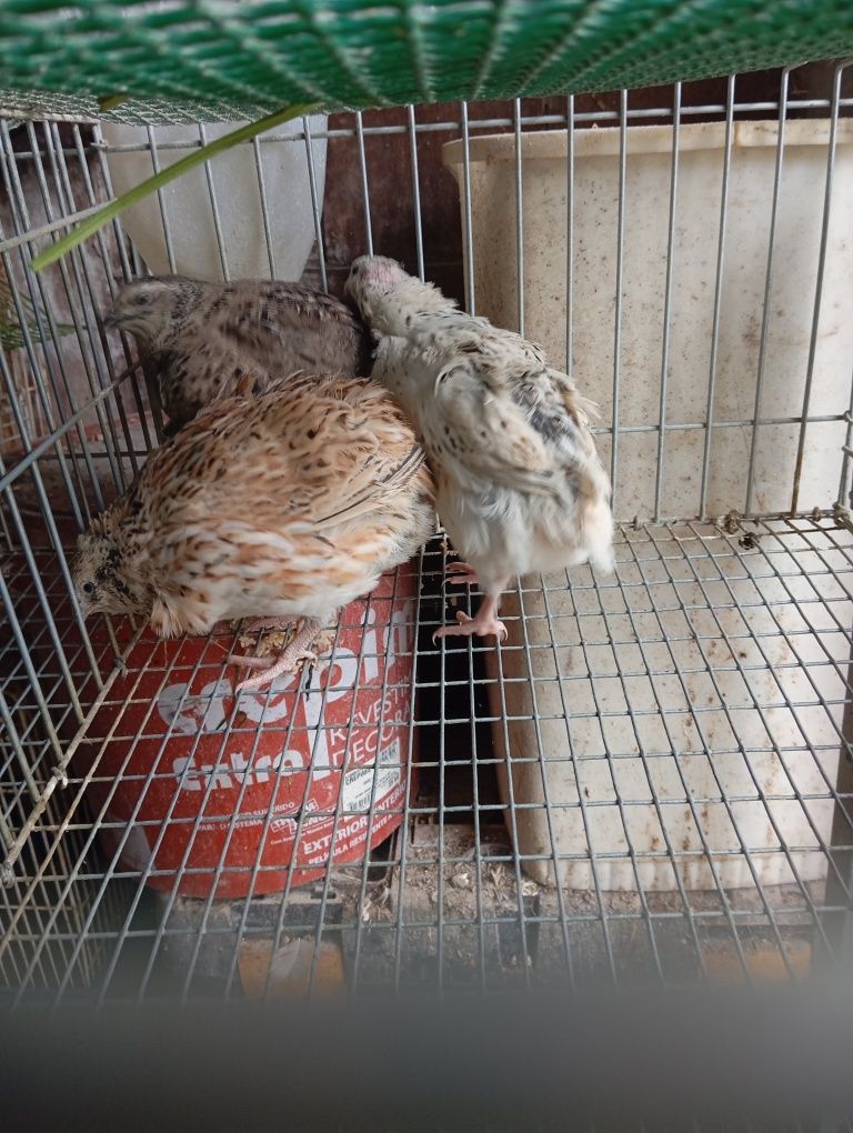 Ovos galados codorniz japonesa