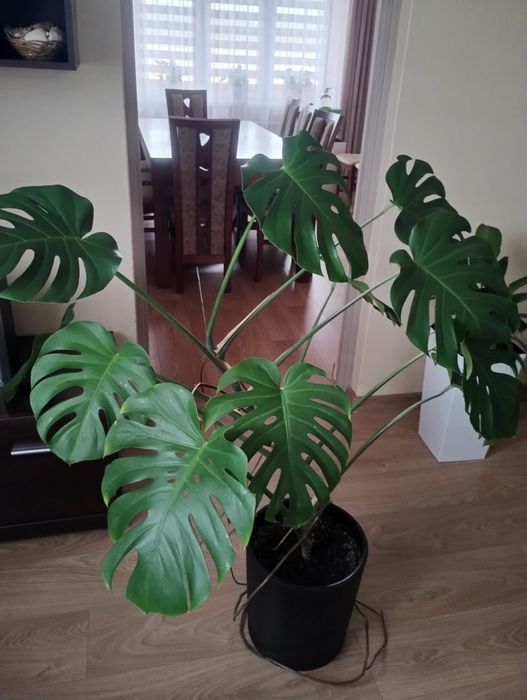 Monstera roslina