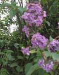 krzewy ozdobne mahonia irga trzmielina bez lilak