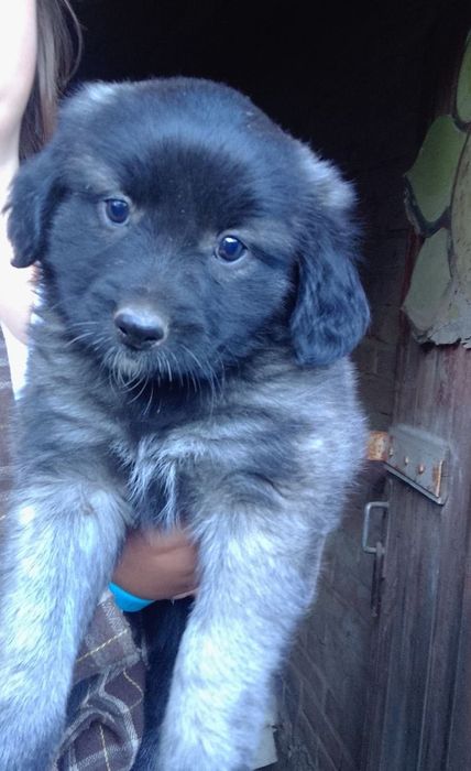 Відаємо цуциків хлопчиків