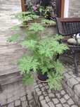 Geranium zdrowa duża roślina anginka cytrynka