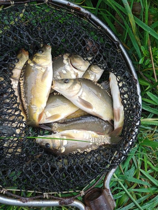 Karp kroczek różne rozmiary