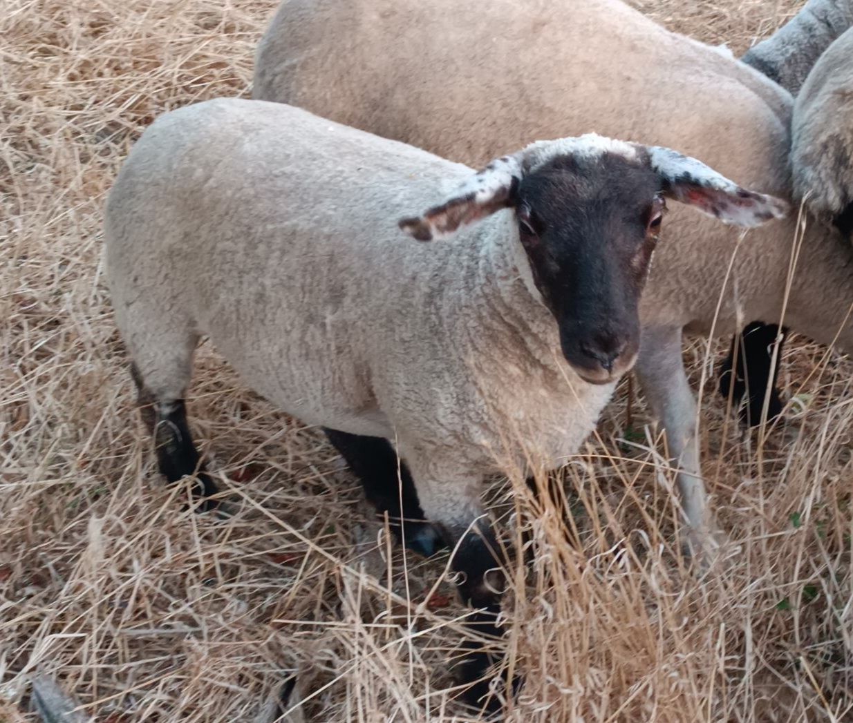 Borregas suffolk e texel