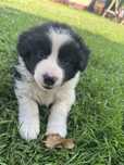 Szczeniak Border Collie czarno biały