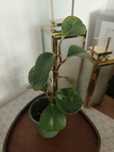Peperomia z variegacją