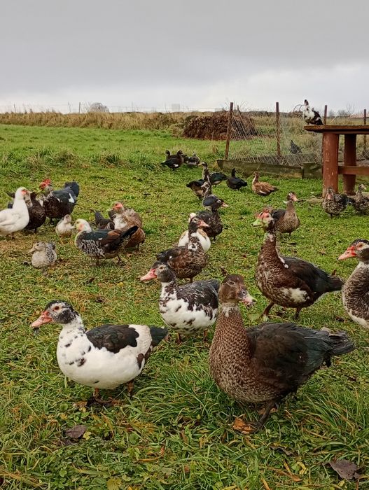 Kaczki piżmowe z wiosennego wylęgu