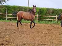 Poldro lusitano para vende