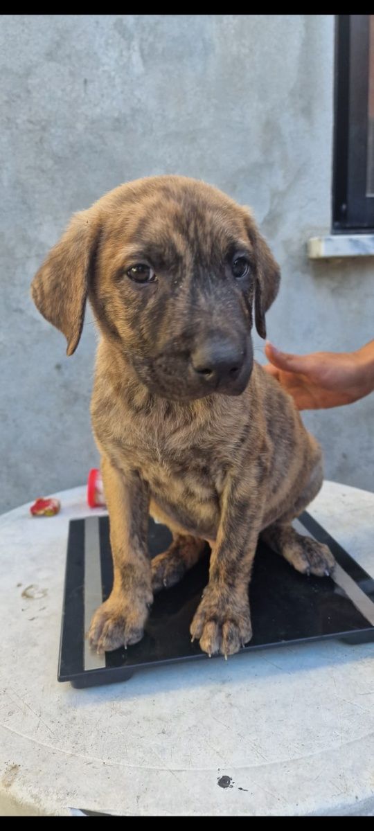 Cães para adoção
