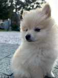 Pomeranian szpic miniaturowy 2025
