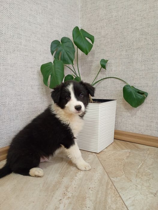 Sprzedam ślicznego Border  Collie