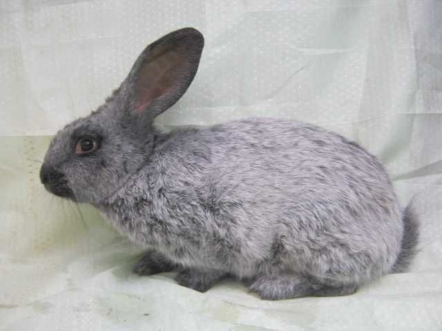кролики полтавське срібло самці
