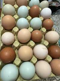 Ovos caseiros para consumo ou incubação
