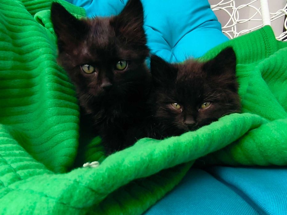 Котики у добрі руки