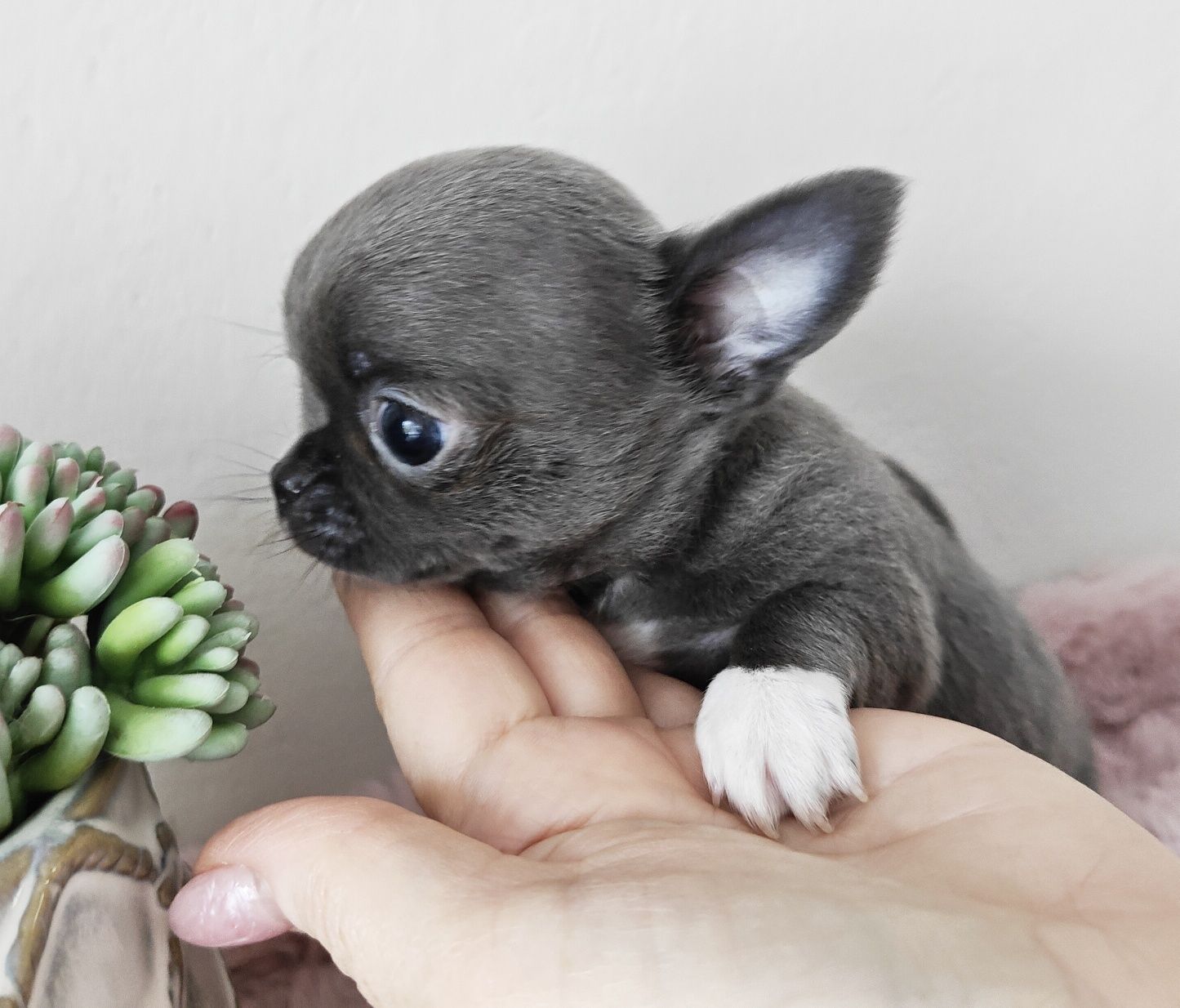 JAX gotowy do odbioru niebieski piesek chihuahua