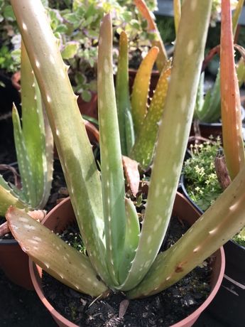 Aloe Vera (Planta Medicinal)