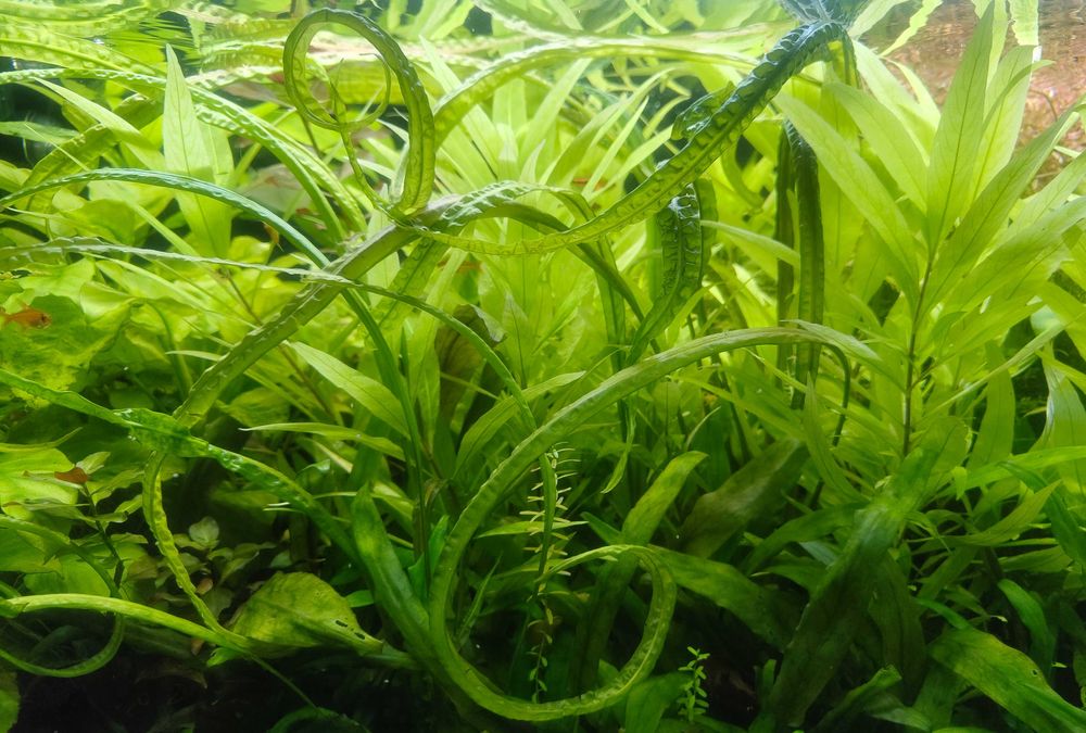 Kryptokoryna - Cryptocoryne Retrospiralis
