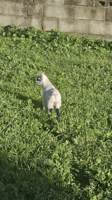 Cabrito anão  Macho