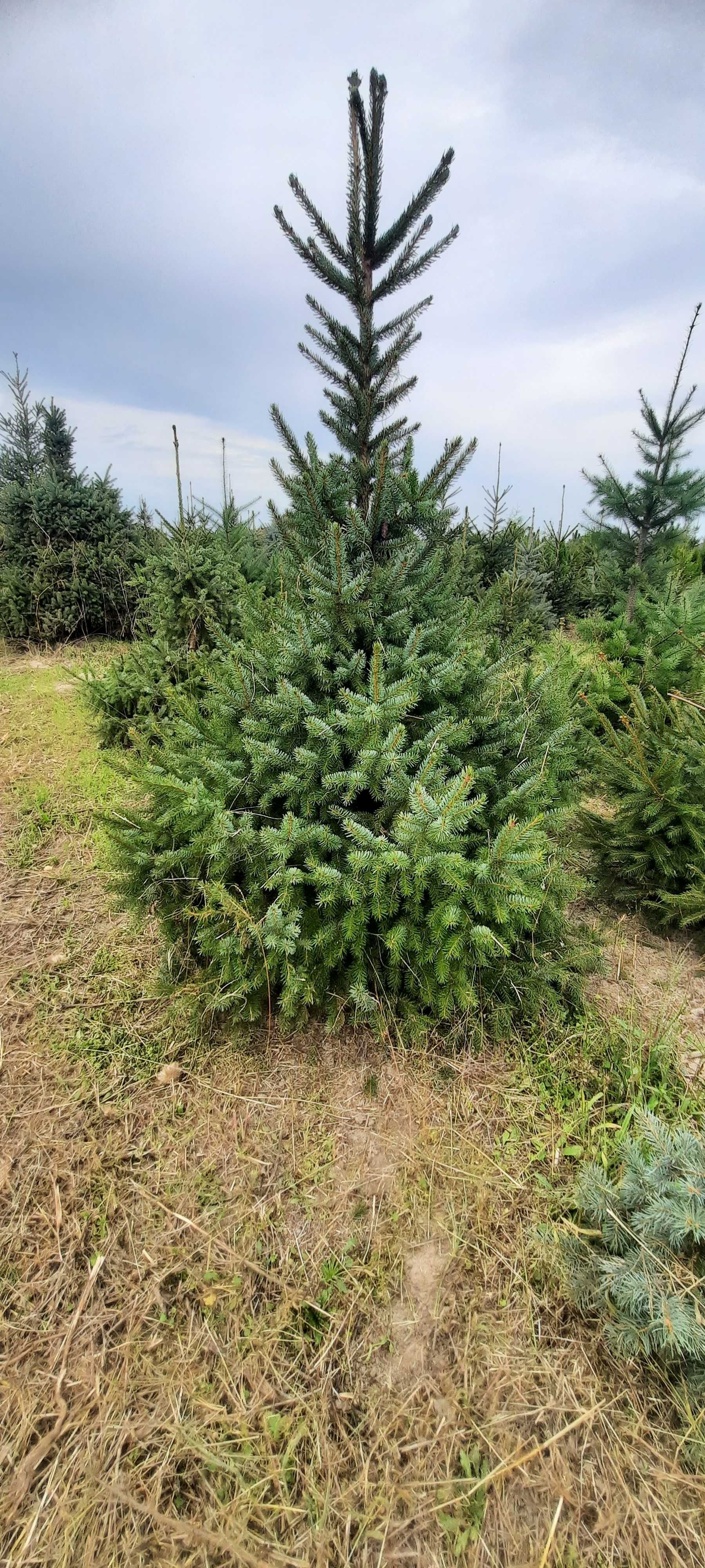 Świerk Serbski Picea omorica duży wybór Iglaki Ocieszyn