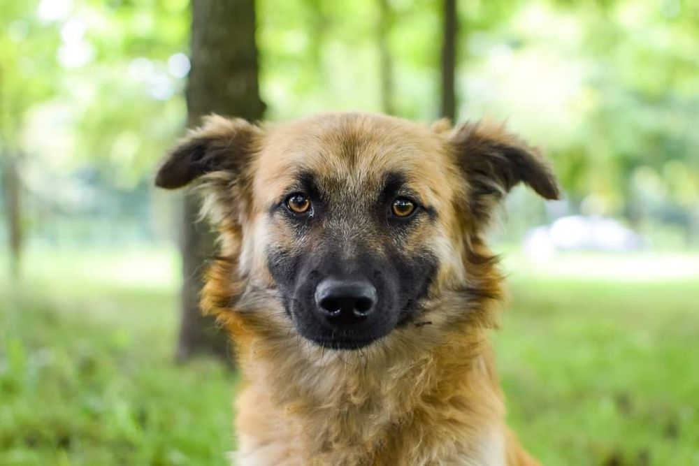 Kto pokocha rocznego, malutkiego psiaka?