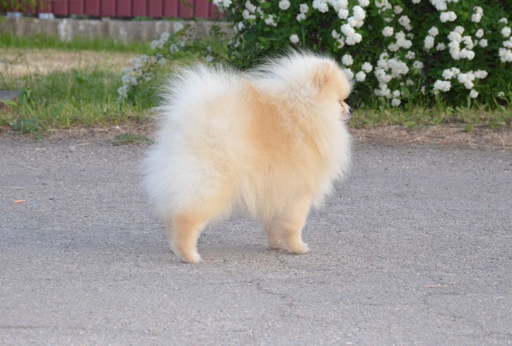 Мальчик очень ласковый шпиц.