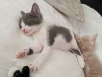 Gatinhos para Adoção responsável