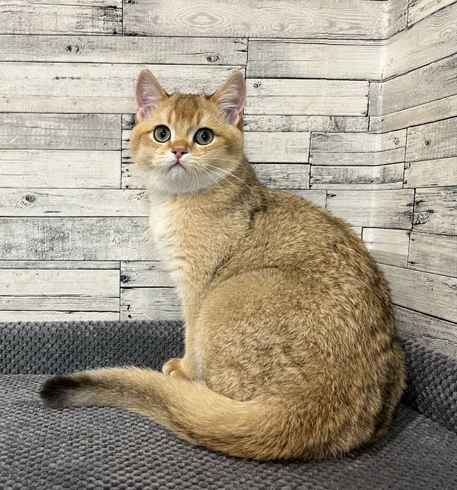 Шотландський котик