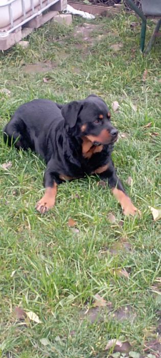 В'язка ротвейлера