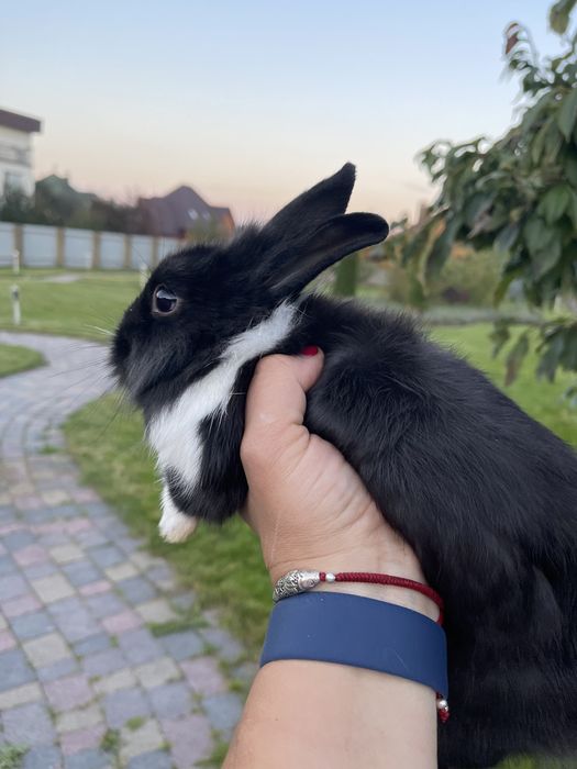 Карликовий міні кролик