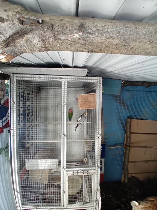 Vendo ou troco por outros animais