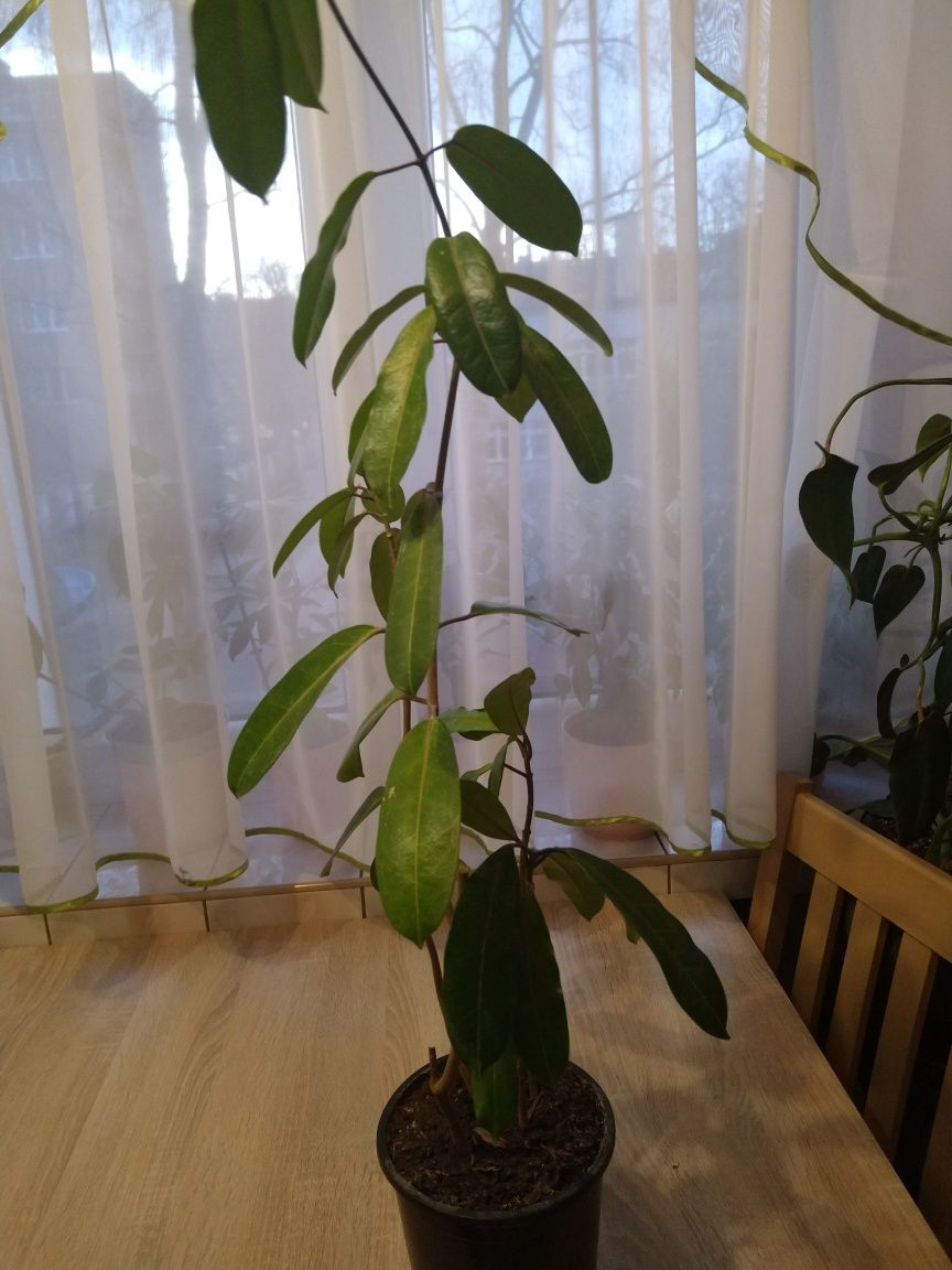 Kwiatek doniczkowy 75 cm