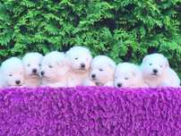 Już są  na świecie   Samoyed szczenię ZkwP FCI